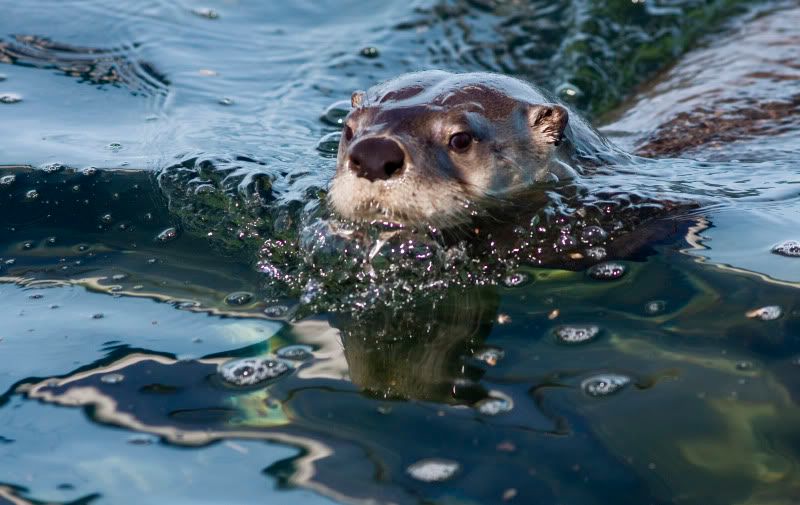 IMAGE: http://img.photobucket.com/albums/v89/Mooney/IMG_9273.jpg