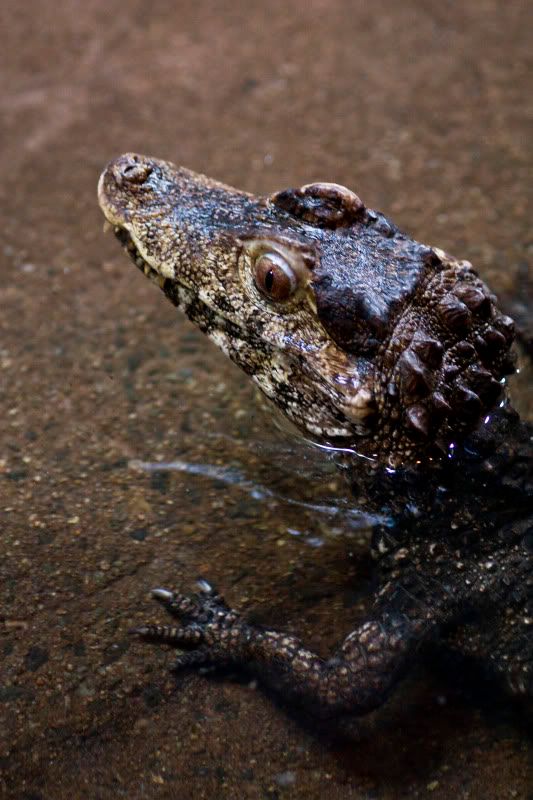 IMAGE: http://img.photobucket.com/albums/v89/Mooney/IMG_9287.jpg