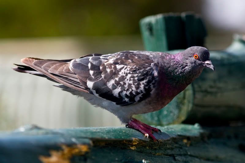 IMAGE: http://img.photobucket.com/albums/v89/Mooney/IMG_9325.jpg