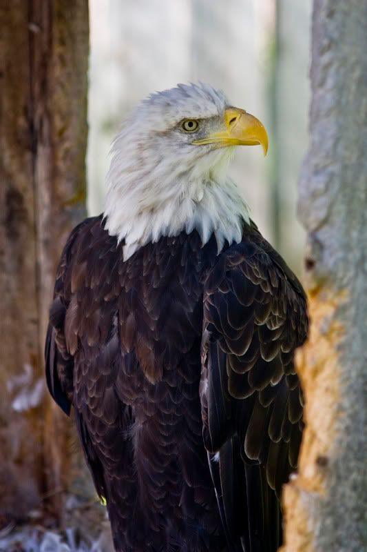 IMAGE: http://img.photobucket.com/albums/v89/Mooney/IMG_9356.jpg