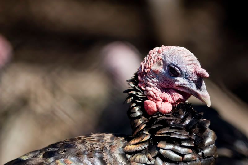 IMAGE: http://img.photobucket.com/albums/v89/Mooney/IMG_9397.jpg