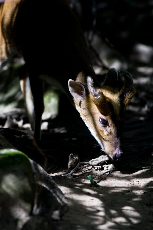 IMAGE: http://img.photobucket.com/albums/v89/Mooney/IMG_9427.jpg