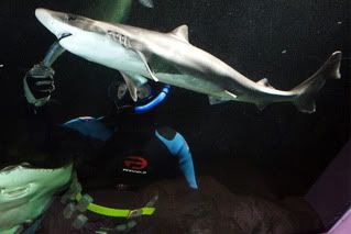 shark_feed.jpg