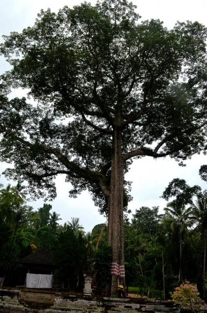  photo DSC_0276678x1024.jpg