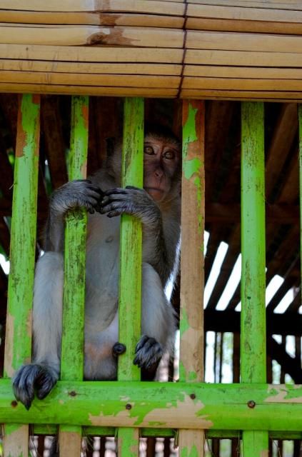  photo DSC_0403678x1024.jpg