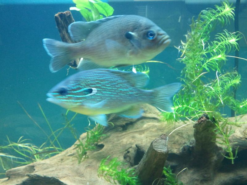 My 75 Florida Native Tank Aquarium Forum