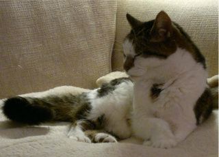 Topsy the cat