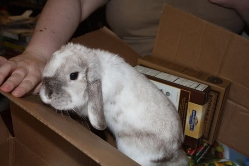 Frosted Pearl? Rabbits Online Pet Rabbit & Bunny Forum