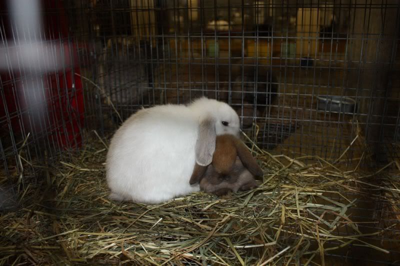 Frosted Pearl? Rabbits Online Pet Rabbit & Bunny Forum