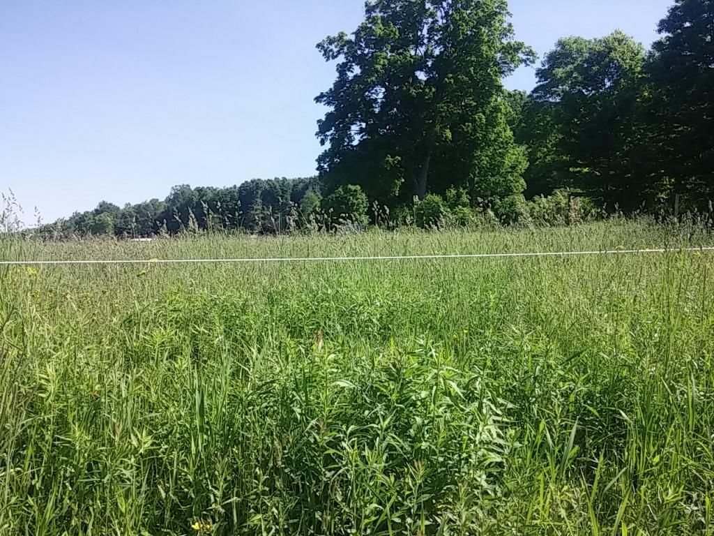 My ram pump/gravity water system (pic heavy) - Homesteading Questions