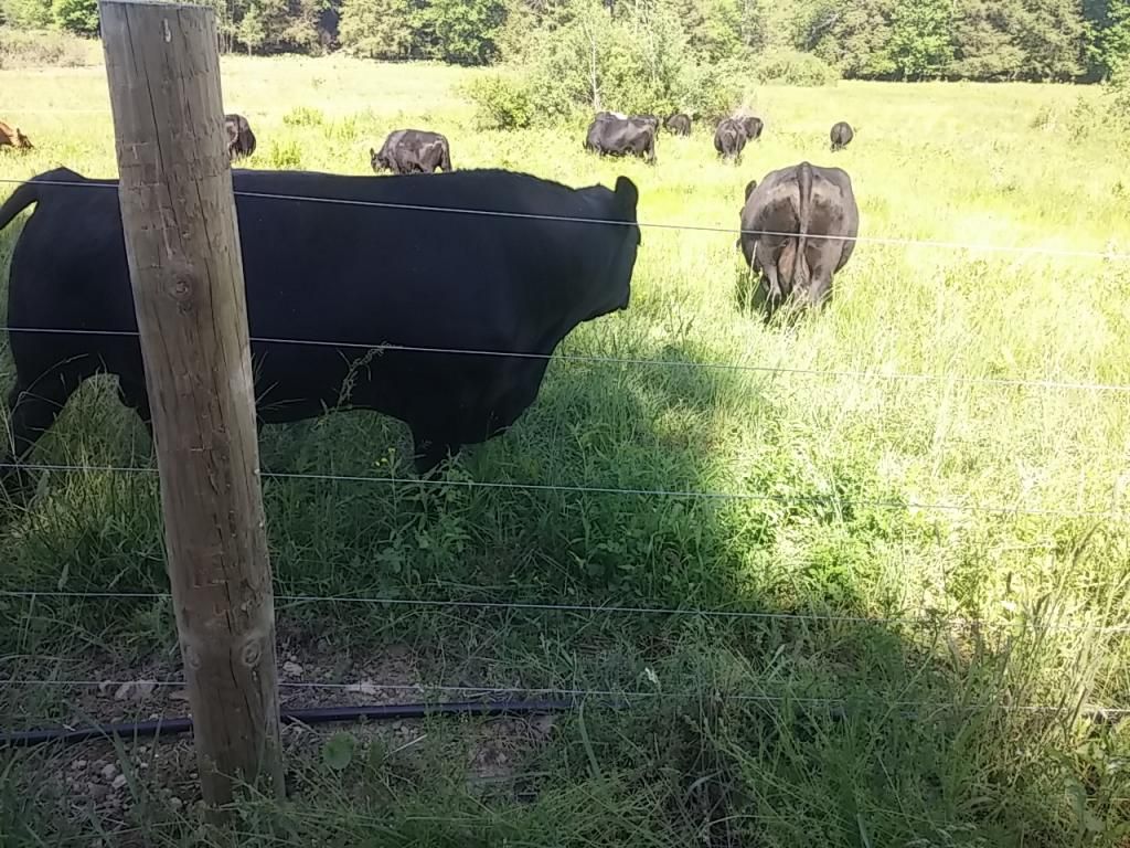 My ram pump/gravity water system (pic heavy) - Homesteading Questions