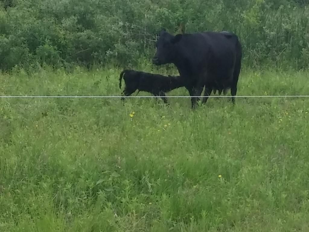 First calf of the year - Cattle