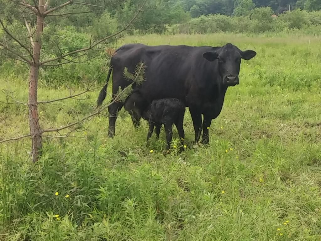 First calf of the year - Cattle