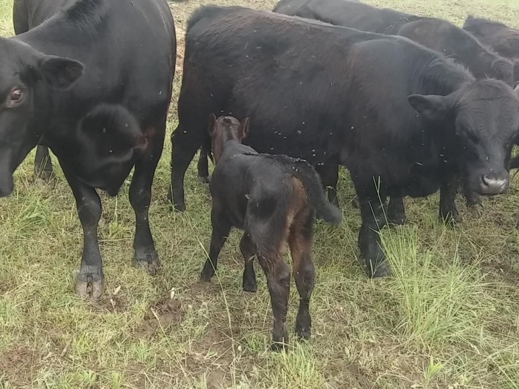 First calf of the year - Cattle