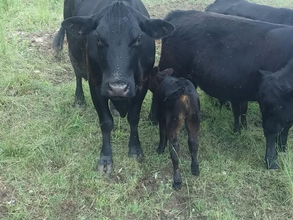 First calf of the year - Cattle