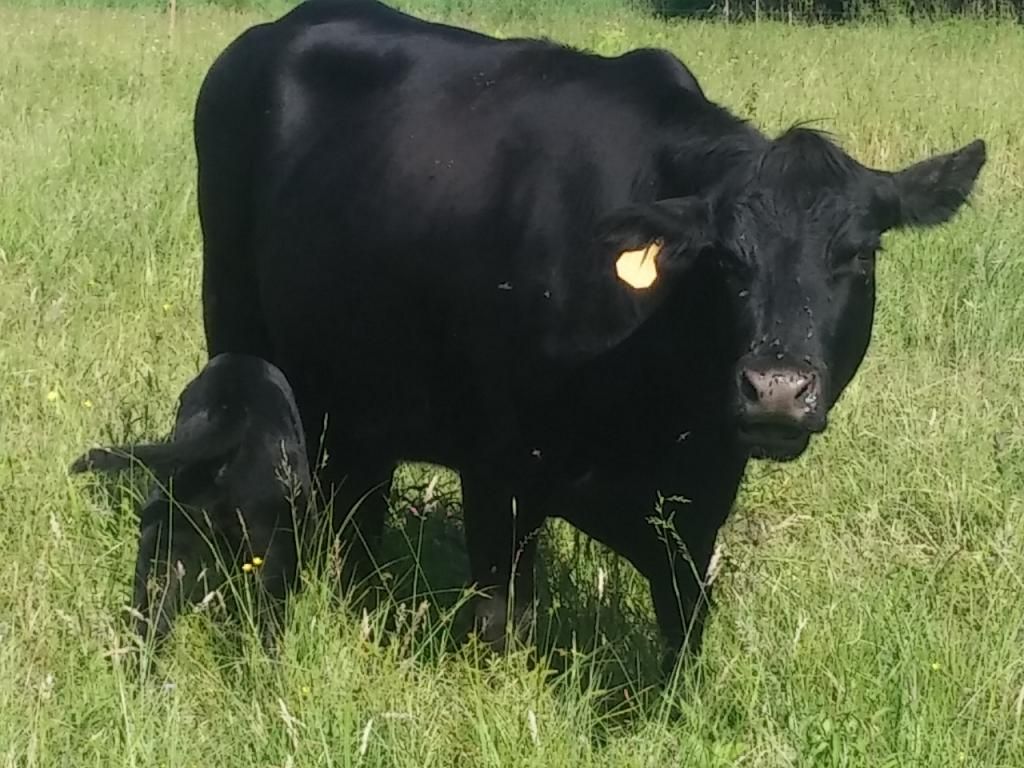 First calf of the year - Cattle