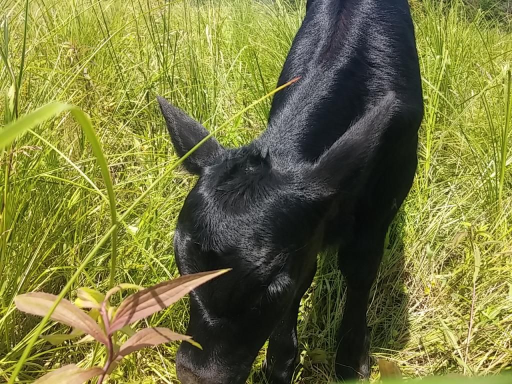 First calf of the year - Cattle