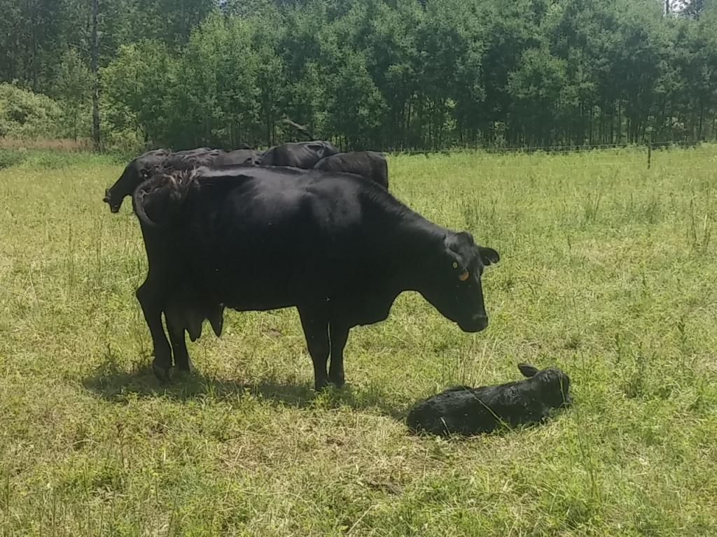 First calf of the year - Cattle