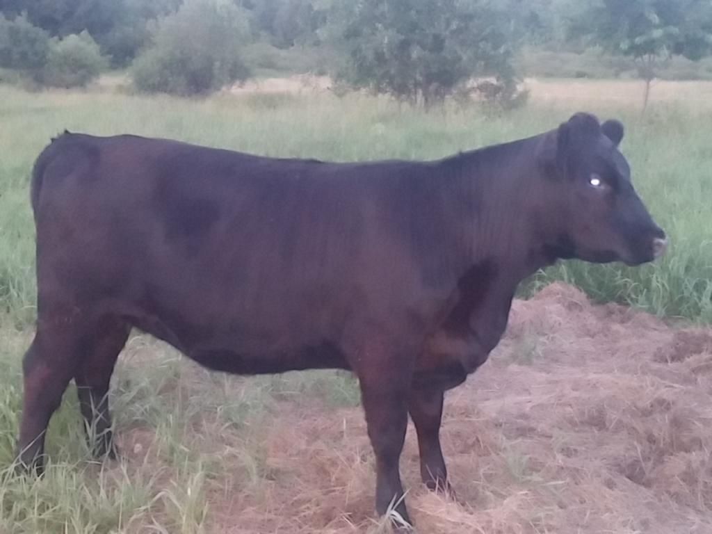 Lowline hanging weights - Cattle