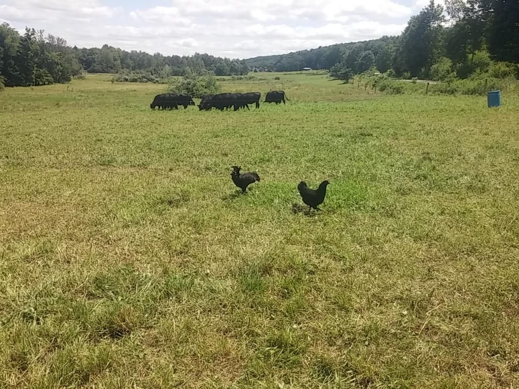 mobile coop plans for 50 hens - Poultry