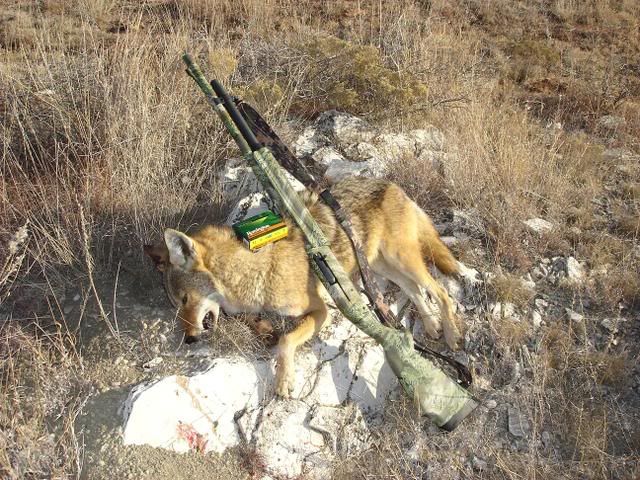 11-87coyote.jpg