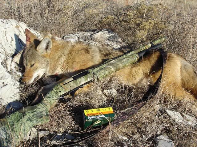 11-87coyote2.jpg