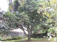 Mango Tree