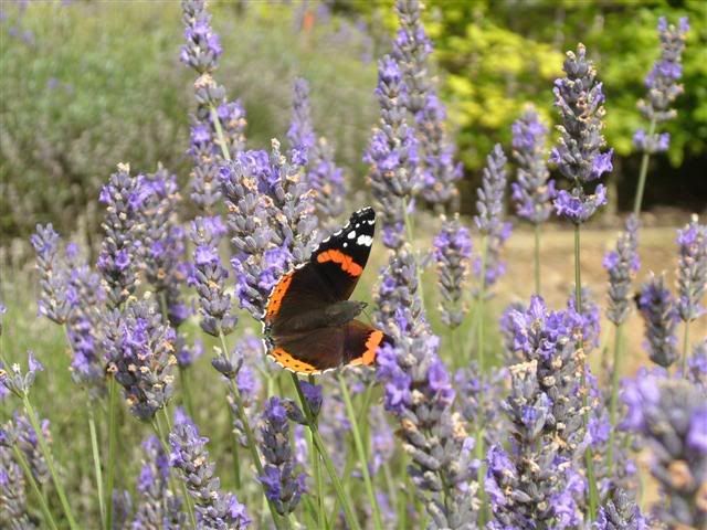 Red Admiral 2