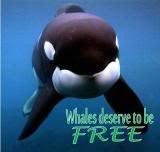 concrete stamping color names