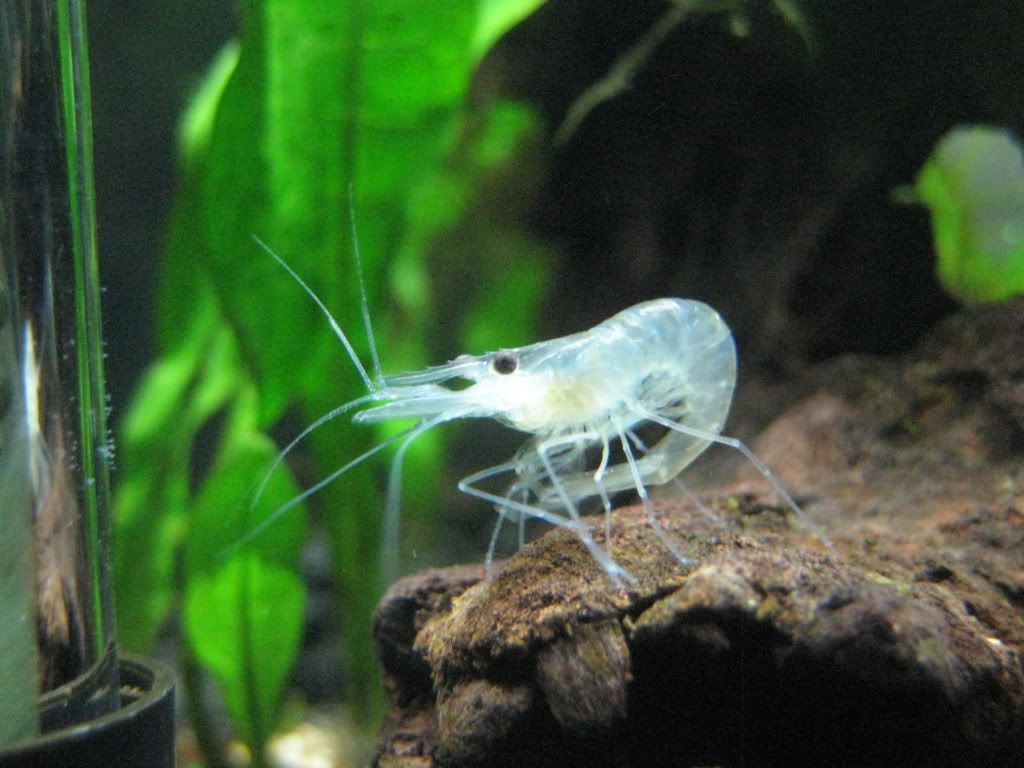 Ghost Shrimp Tank