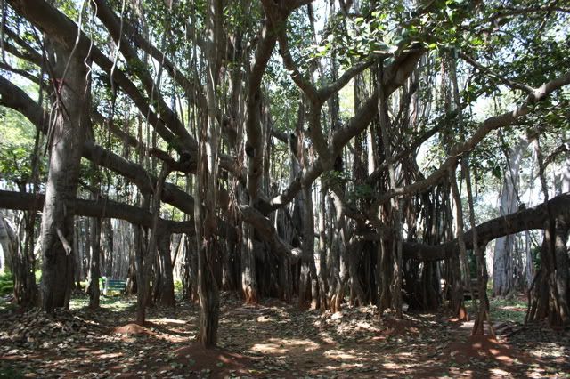 Big Banyan Tree: Is this the trunk?
