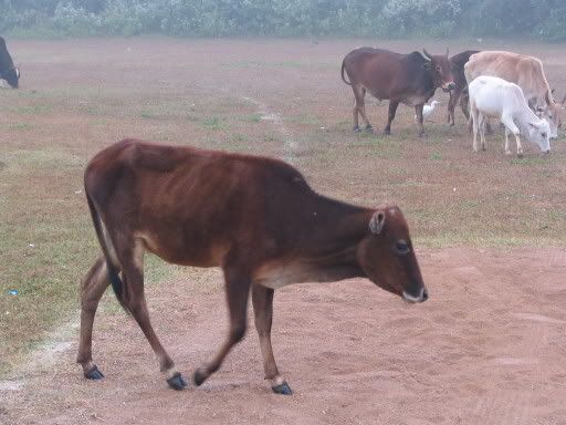 Cattle in playground