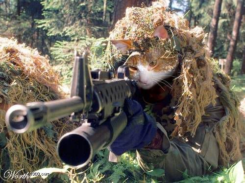 catsniper.jpg