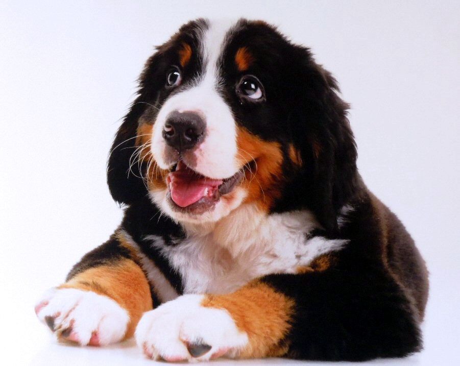 IMAGE: http://img.photobucket.com/albums/v93/reider/Dog1_zps918ead60.jpg