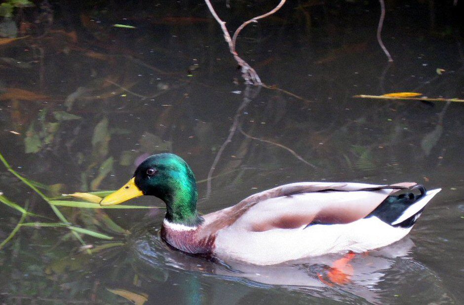 IMAGE: http://img.photobucket.com/albums/v93/reider/IMG_0137_zps31f4b02e.jpg