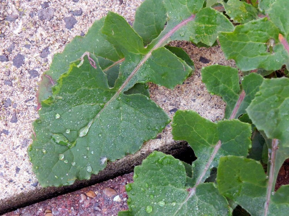 IMAGE: http://img.photobucket.com/albums/v93/reider/IMG_0703_zps0c87046e.jpg