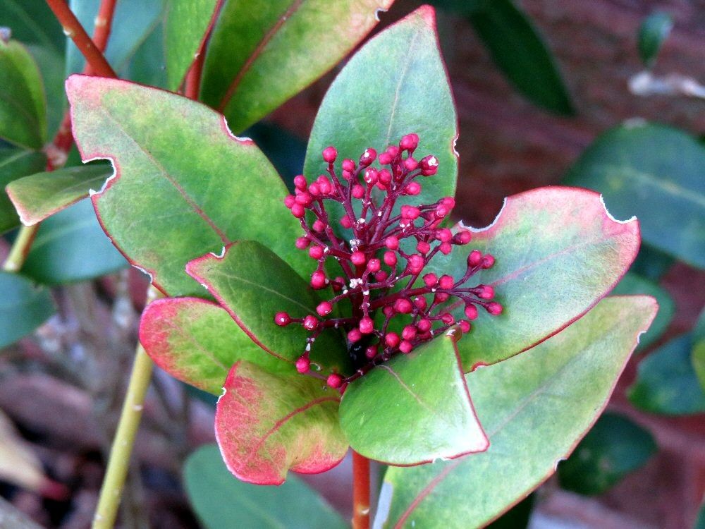 IMAGE: http://img.photobucket.com/albums/v93/reider/IMG_0707_zps1cf068e9.jpg