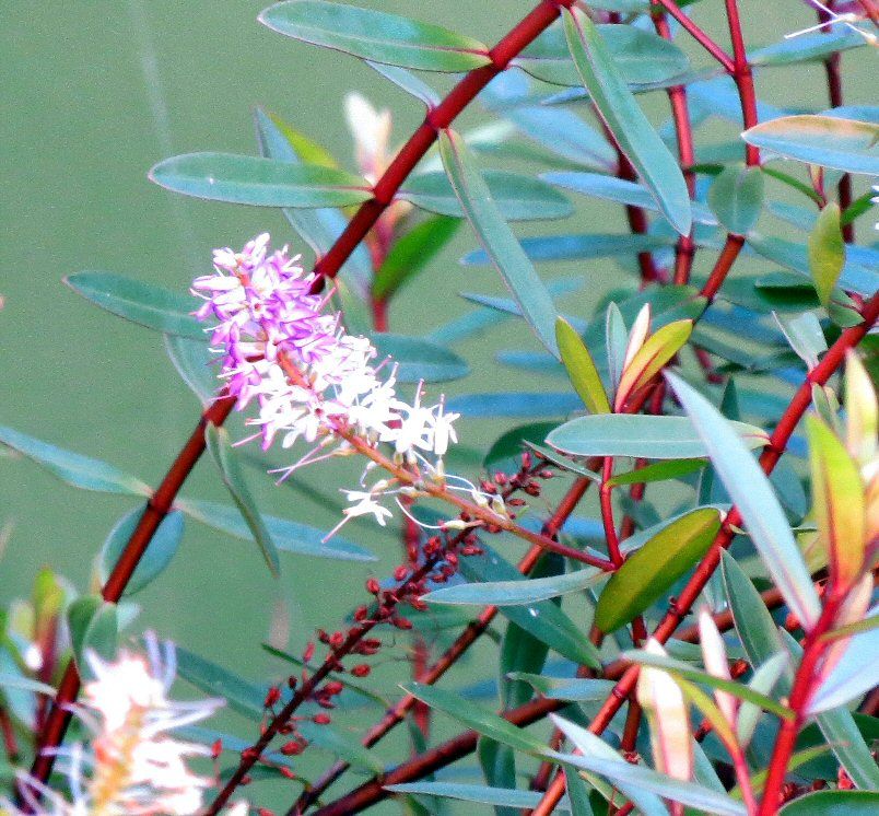 IMAGE: http://img.photobucket.com/albums/v93/reider/NegImageEdit_zps88456359.jpg