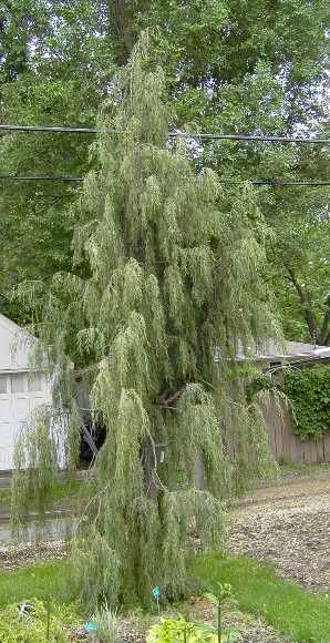 How Do You Like Tolleson's Weeping Juniper?