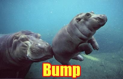 Bump_hippo.jpg