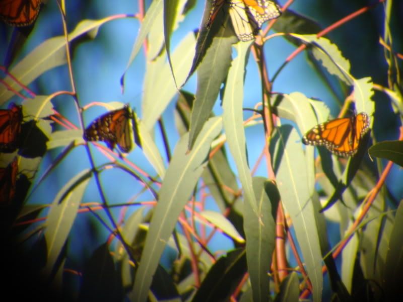 Monarch Butterflies