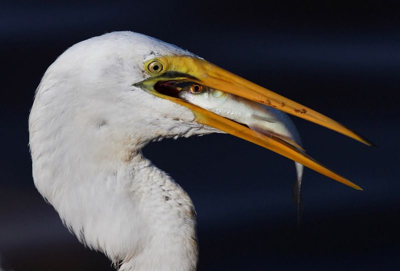 IMAGE: http://img.photobucket.com/albums/v95/pal531/Egrets%20New/EgretwithFish.jpg