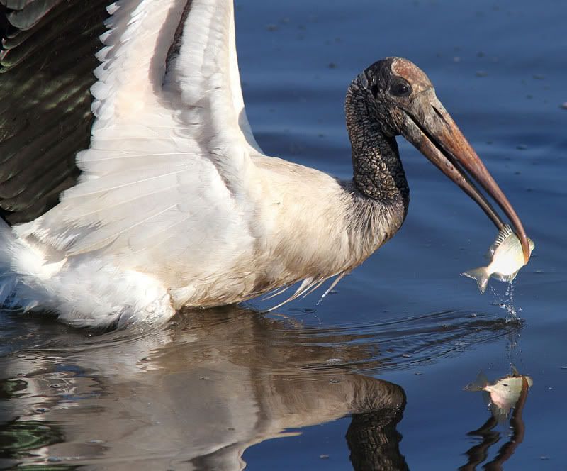 Pictures Of Wood Stork - Free Wood Stork pictures 