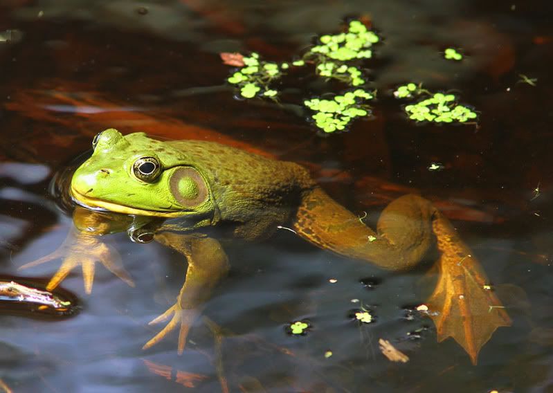 swamp frog