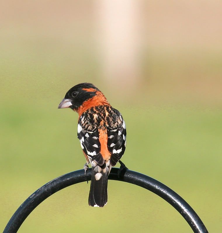 IMAGE: http://img.photobucket.com/albums/v96/terryg/grossbeak1.jpg