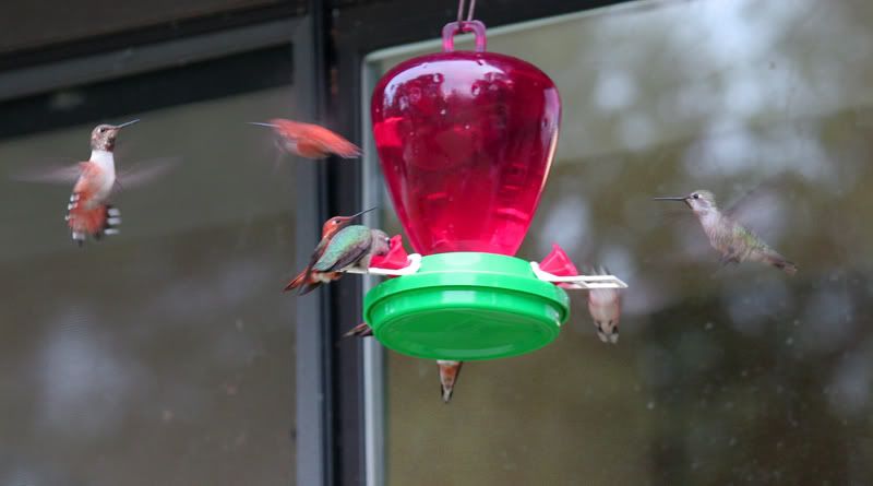 IMAGE: http://img.photobucket.com/albums/v96/terryg/hummers/8hummers-1.jpg