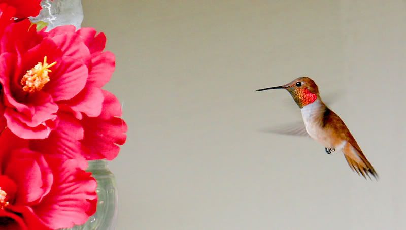 IMAGE: http://img.photobucket.com/albums/v96/terryg/hummers/rufusflower4.jpg