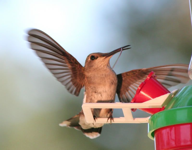 IMAGE: http://img.photobucket.com/albums/v96/terryg/hummertongue.jpg