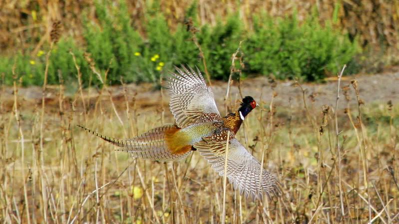 IMAGE: http://img.photobucket.com/albums/v96/terryg/phez.jpg