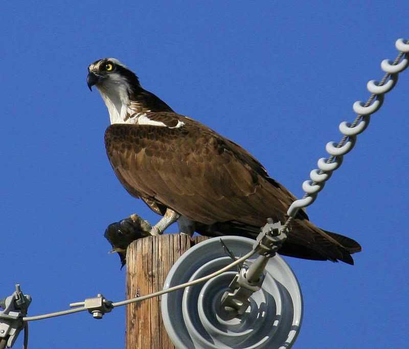 IMAGE: http://img.photobucket.com/albums/v96/terryg/wild%20birds/osprey1.jpg